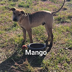 Thumbnail photo of Mango #3