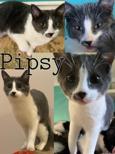 Thumbnail photo of Pipsy #1