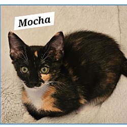 Thumbnail photo of Mocha #1