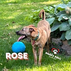 Thumbnail photo of Castaways Litter: Rose #2