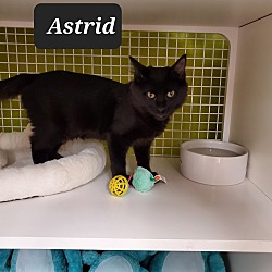 Thumbnail photo of Astrid 1242 #1