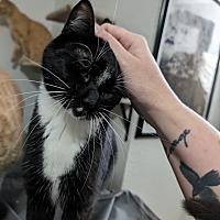 adopt a pet