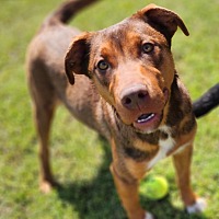 adopt a pet