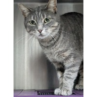 adopt-pet