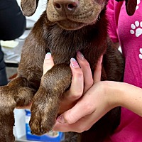 adopt a pet