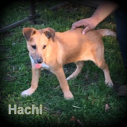 Thumbnail photo of Hachi #2