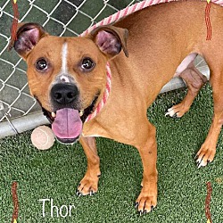 Photo of THOR - see video