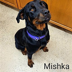 Thumbnail photo of Mishka #4