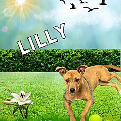 Photo of Lilly
