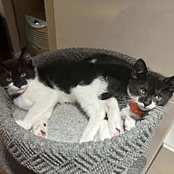 Thumbnail photo of Tuxedo kittens #4