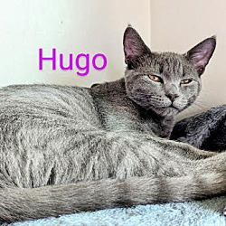 Thumbnail photo of Hugo #2