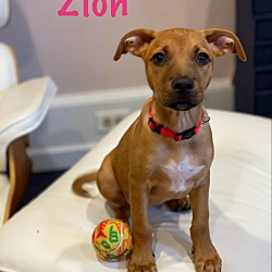 Thumbnail photo of Zion #1