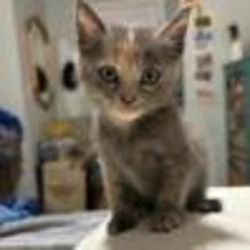 Thumbnail photo of TNR 41st Street #2 - Kitten #1