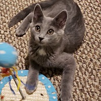 adopt a pet