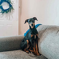 adopt a pet