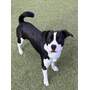 AYDEN - Mixed Breed (Medium) available for adoption
