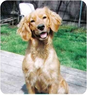 New Orleans La Golden Retriever Meet Cindy A Pet For Adoption