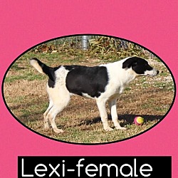 Thumbnail photo of Lexi (Reduced) #3