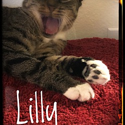 Thumbnail photo of Lilly the dog cat #4