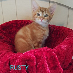 Thumbnail photo of RUSTY #2