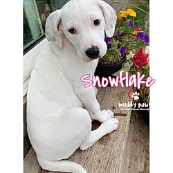 Photo of Beagle Litter: Snowflake