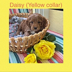 Photo of Daisy(Yellow)