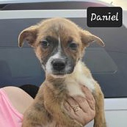 Photo of Daniel