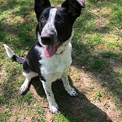 Photo of Toby