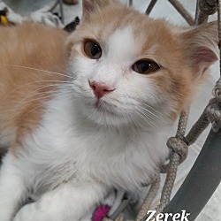 Photo of Zerek (PAWS Kit 1)