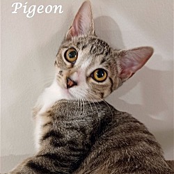 Thumbnail photo of PIGEON #2