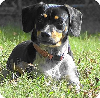 beagle mountain feist mix