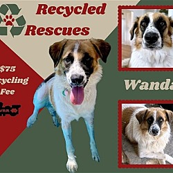 Photo of Wanda (Recycle)