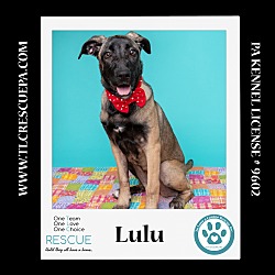 Thumbnail photo of Lulu 062224 #1