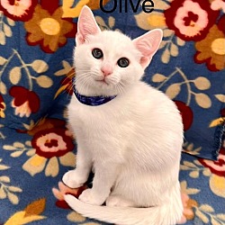 Thumbnail photo of Olive #3