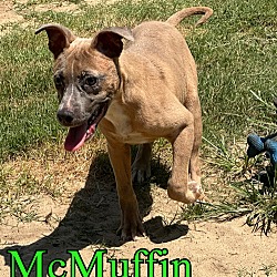 Thumbnail photo of McMuffin #1