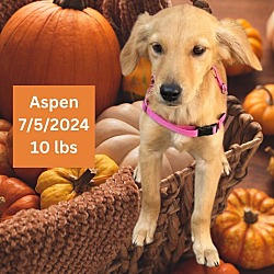 Thumbnail photo of Aspen #2