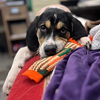 adopt a pet