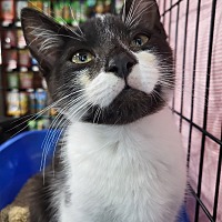 adopt a pet