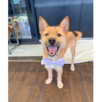 adopt-pet
