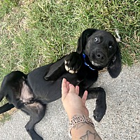 adopt a pet
