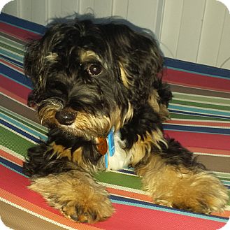 cockapoo cross yorkshire terrier