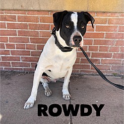 Photo of Rowdy