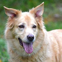 Photo of Pebbles - SPONSOR ME