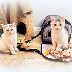 Photo of The Snowman *kitten*