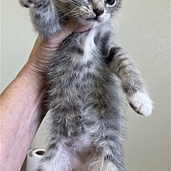 Photo of Rome - Gray Tabby Kitten #17