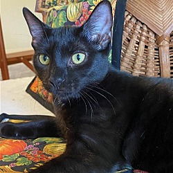 Photo of Pinkle Purr Kitten (Onyx)