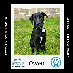 Photo of Owen (Party of Five pups) 040624