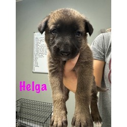 Photo of Helga