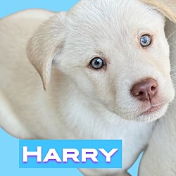 Thumbnail photo of Harry #3