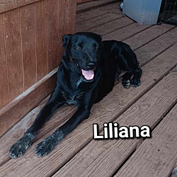 Thumbnail photo of Liliana #1